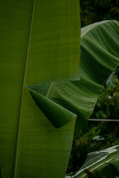 Tropical Jungle