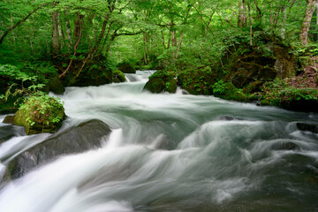 Naklejka premium 奥入瀬渓流