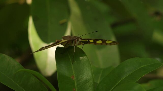 Butterfly perched on sapote tree leaves