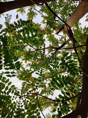 tree in the park