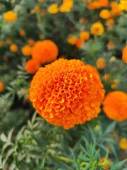 orange dahlia flower