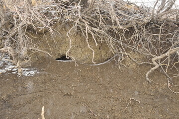 Tree Roots Dug Deep in Hillside
