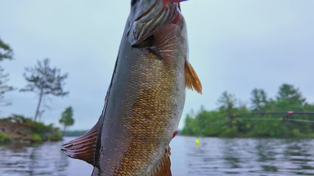 Close up details of the big mouth bass fish, big fish catch during early summer morning. Fish held by its mouth close up, catch and release in the crown land lake of North America. Fishing sport game.