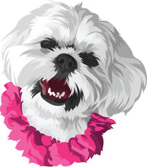 shih tzu dog