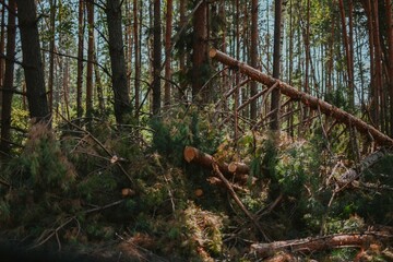 a large forest with pine and birch trees where was a storm and some trees were damaged and broken