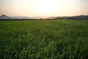 View of the green meadow before sunset