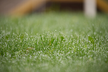 Grass blades covered in glistening water droplets