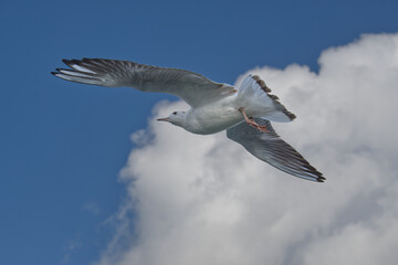 Majestic seagulls soaring against a vibrant blue sky with scattered clouds, essence of freedom