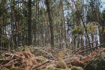 a large forest with pine and birch trees where was a storm and some trees were damaged and broken