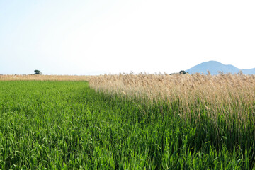 View of the yellow reeds in the green grass field