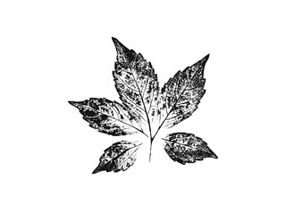 Black and white leaf print stamp of botanical illustration. Plain leaf sketched art on plain white background.