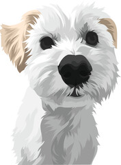 white schnauzer puppy