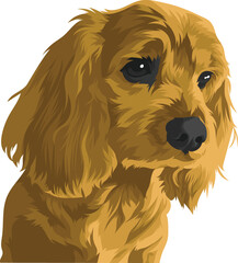 cocker spaniel puppy