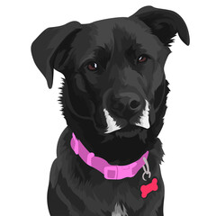 black labrador retriever