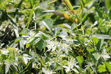 馬や牛が嫌う白花センニンソウの茂み（自然光マクロレンズ撮影）