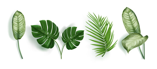 Green tropical leaves for summer and beach vacation design. Palm tree, monstera and dieffenbachia foliage. Realistic 3d vector illustration set of jungle exotic forest plants botanical elements. © klyaksun