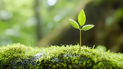 A close-up view of a young green sprout emerging from lush moss, symbolizing growth and the beauty of nature.