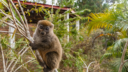 A cute little bamboo lemur Hapalemur griseus is sitting on a tree, holding onto a branch with its paws. Fluffy fur, big brown eyes. He looks at the camera. Madagascar. Lemur Island.  Nosy Soa Park