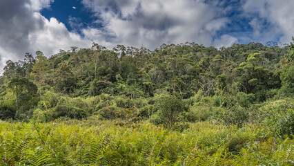 Obraz premium Impenetrable thickets of tropical rain forest. Green plants- bushes, bananas, vines, trees, lush grass in the meadow. Clouds in the blue sky. Madagascar. Vakona Forest Reserve