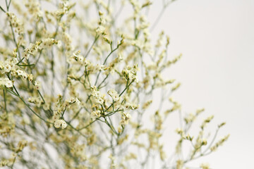 Bunch of White Statice Papery Flowers isolated on white background. Selective focus