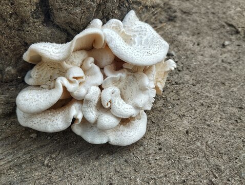 Lentinus squarrosulus mushroom growth in the yard. Nature concept 