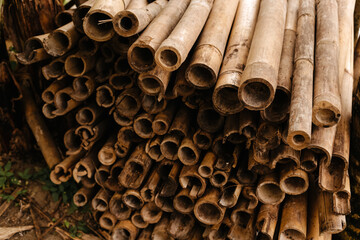 Bamboo branches on green background close-up