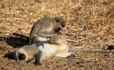 Two vervet monkeys preen each other in the Kruger National Park in South Africa