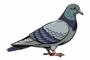 Pigeon Dove Bird Sketch vector illustration