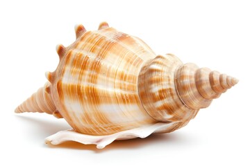 Beautiful seashell isolated on white background