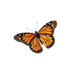 Fototapeta premium Monarch Butterfly in Flight,