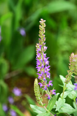 紫のサルビア　ブルークイーン