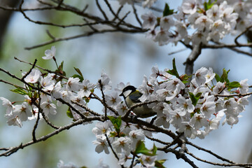 桜にシジュウカラ