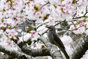 ヒヨドリと桜