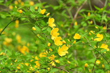 一重の山吹と緑の葉