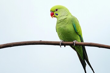 Fototapeta premium Green parrot with red beak perched on branch against a white background.