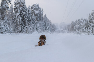 Back of small longhaired dachshund standing on snowy path in winter beautiful forest, fluffy pet outdoor on a field