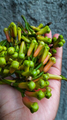 hand holding green clove