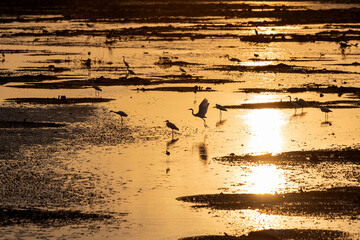 Waterbirds that inhabit the wetland park