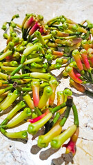 Green clove flower that turns reddish