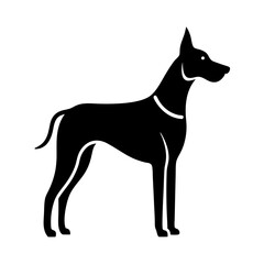black dog isolated on white