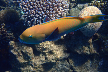 Female of parrotfish. It has beak-like dental bone with strong teeth and brilliant coloration patters, inhabits coral reefs of the Red Sea, can change body coloration during life cycle  
