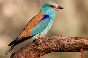 European roller (Coracias garrulus), Danube Delta. Selective focus on bird's eye