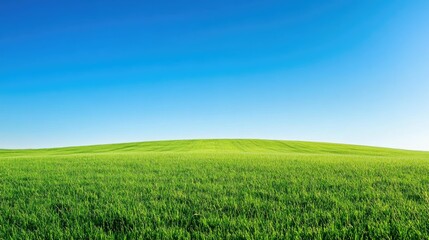 Obraz premium Lush green meadow under clear blue sky