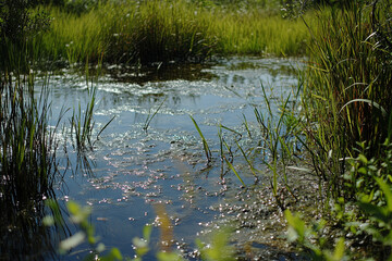 Obraz premium Untouched coastal wetlands