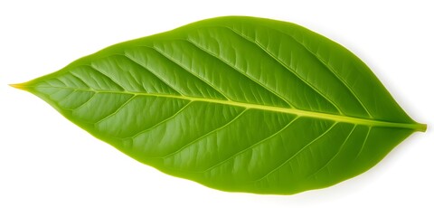 Fototapeta premium Vibrant Green Leaf Isolated on White Background