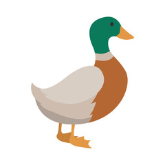 Colorful Duck Vector Illustration in Pond Setting