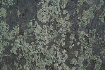 Texture or backgrond of Lichens cling to and crawl along the walls of buildings.