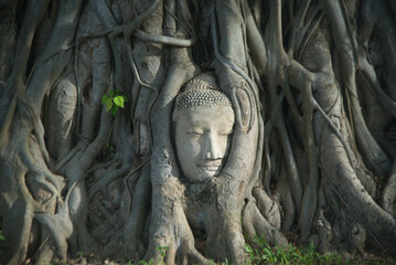 Famous Buddha head in tree roots at Wat Mahathat is considered a very important temple is Unesco World Heritage Site in Ayutthaya Historical Park in Thailand.