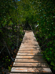 Wooden Boardwalk through Mangrove Forest