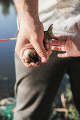 Father and son fishing on the lake together. They caught a carp fish together and the father is holding it in the hands. Leisure activity in the summer.
